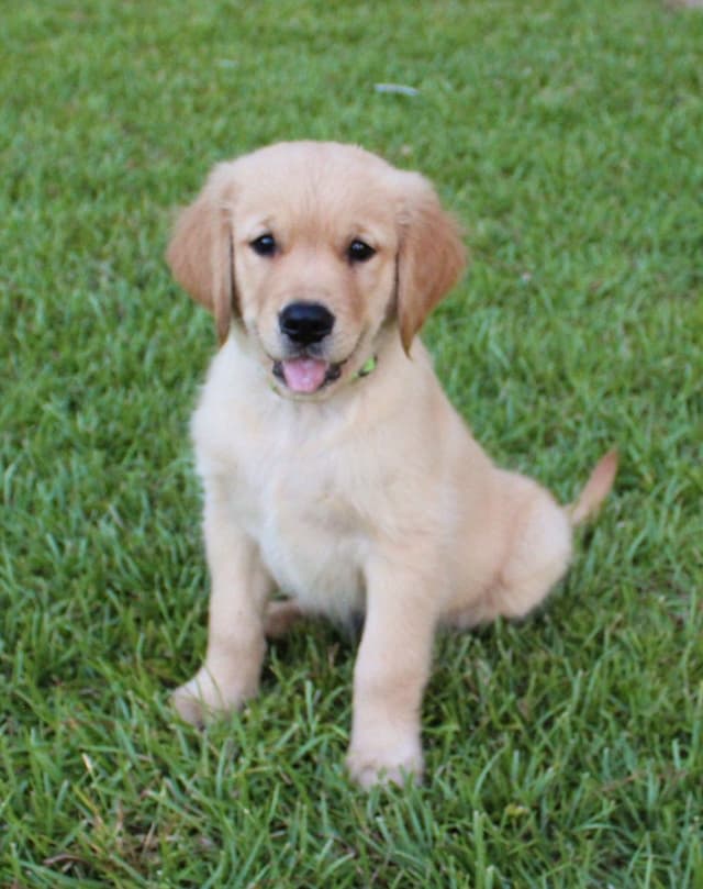 Golden Retriever Puppies media 2