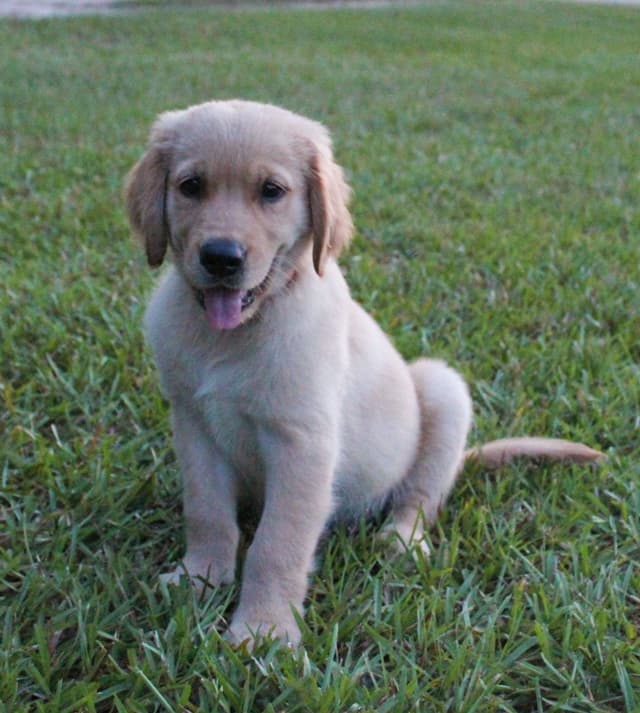 Golden Retriever Puppies media 5