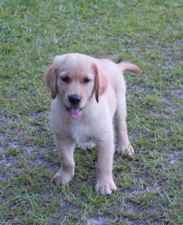 Golden Retriever Puppies media 6