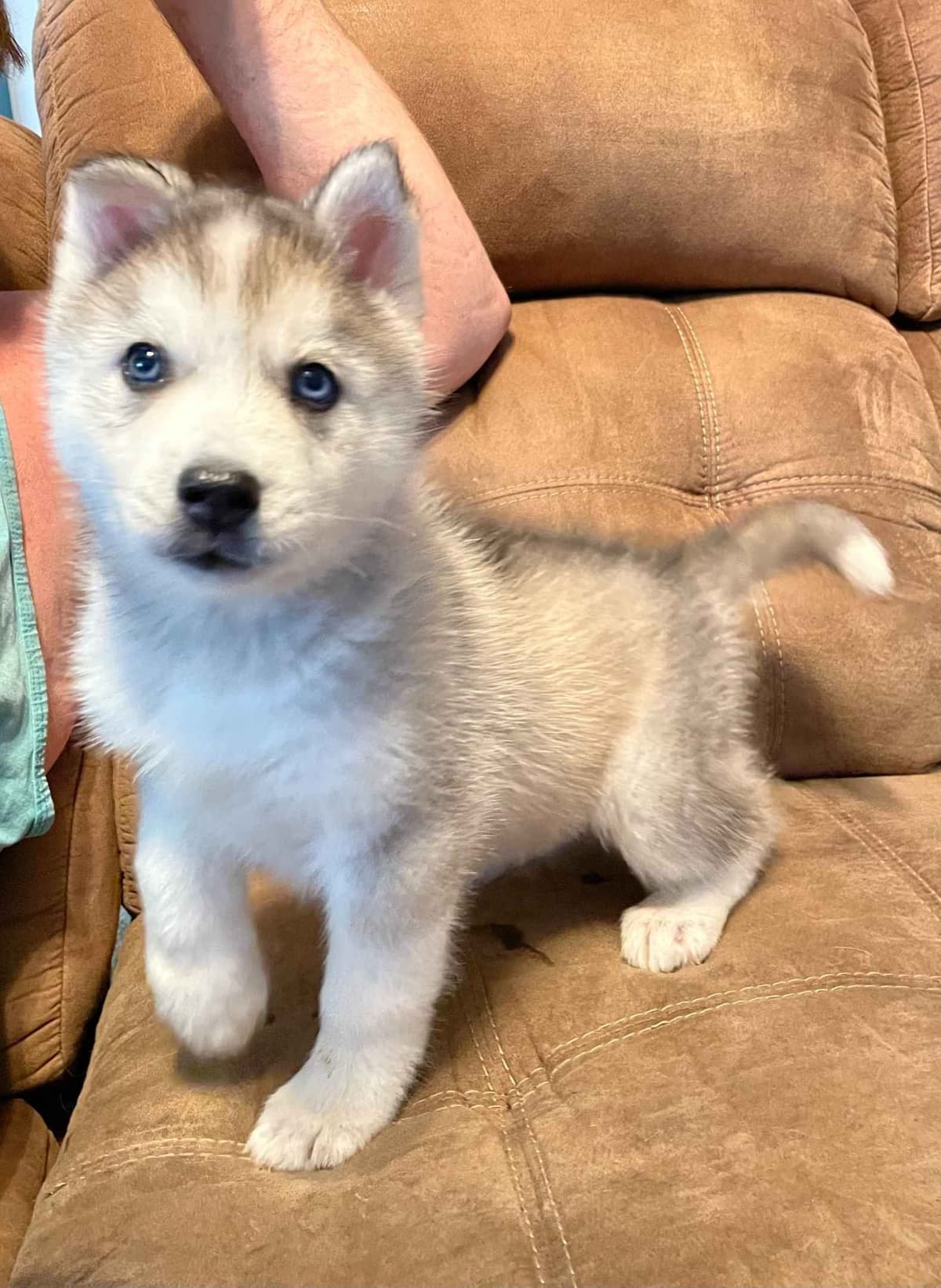 Siberian Husky Puppies breeder image 1