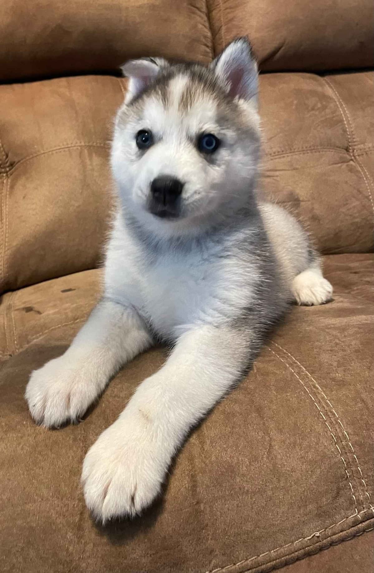 Siberian Husky Puppies breeder image 2