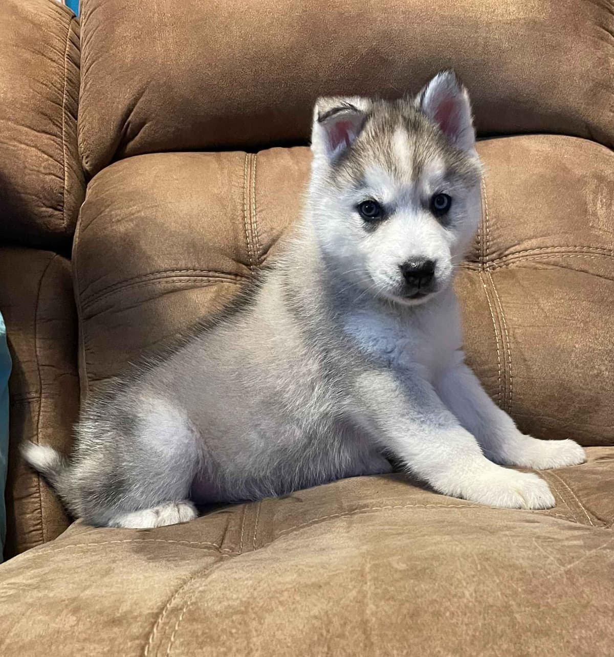 Siberian Husky Puppies breeder image 3