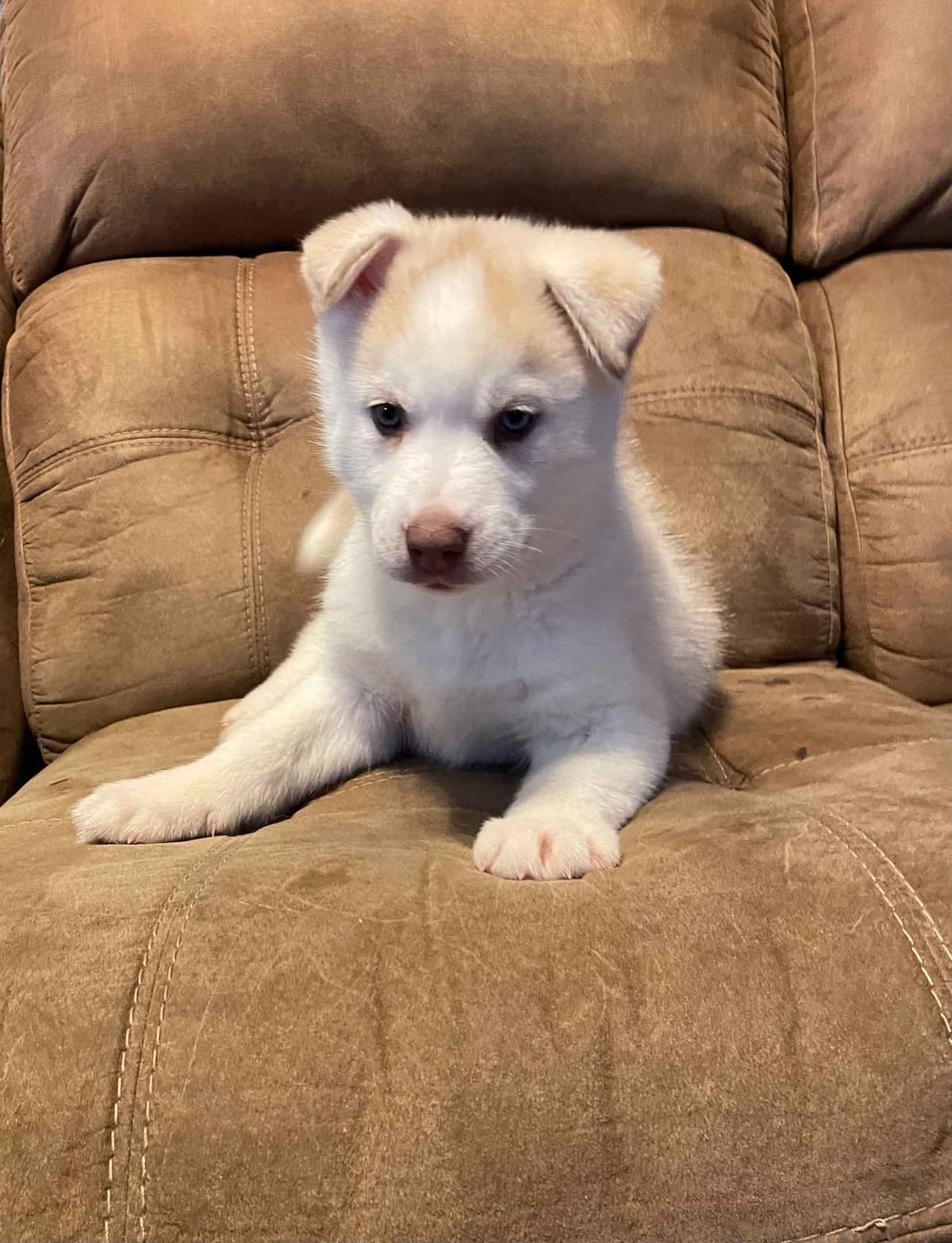 Siberian Husky Puppies breeder image 4