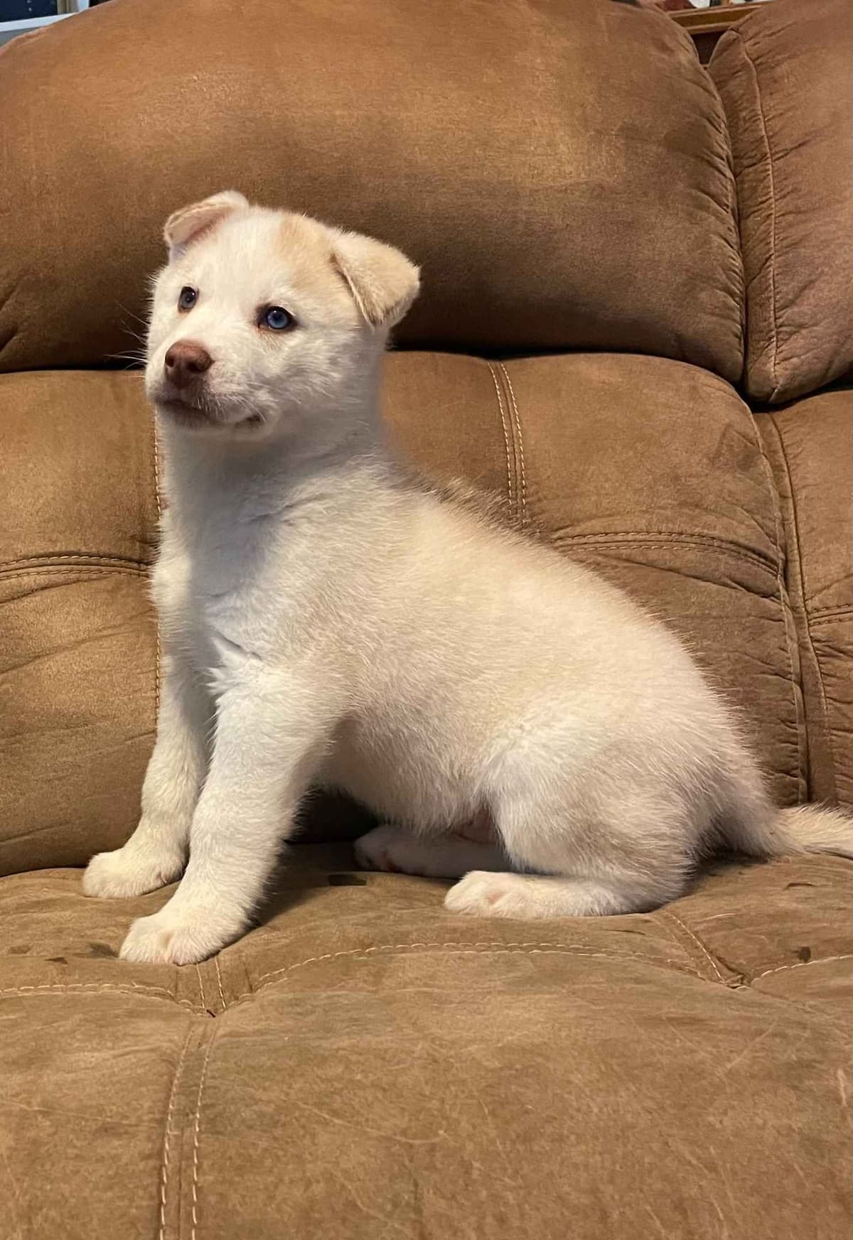 Siberian Husky Puppies breeder image 5