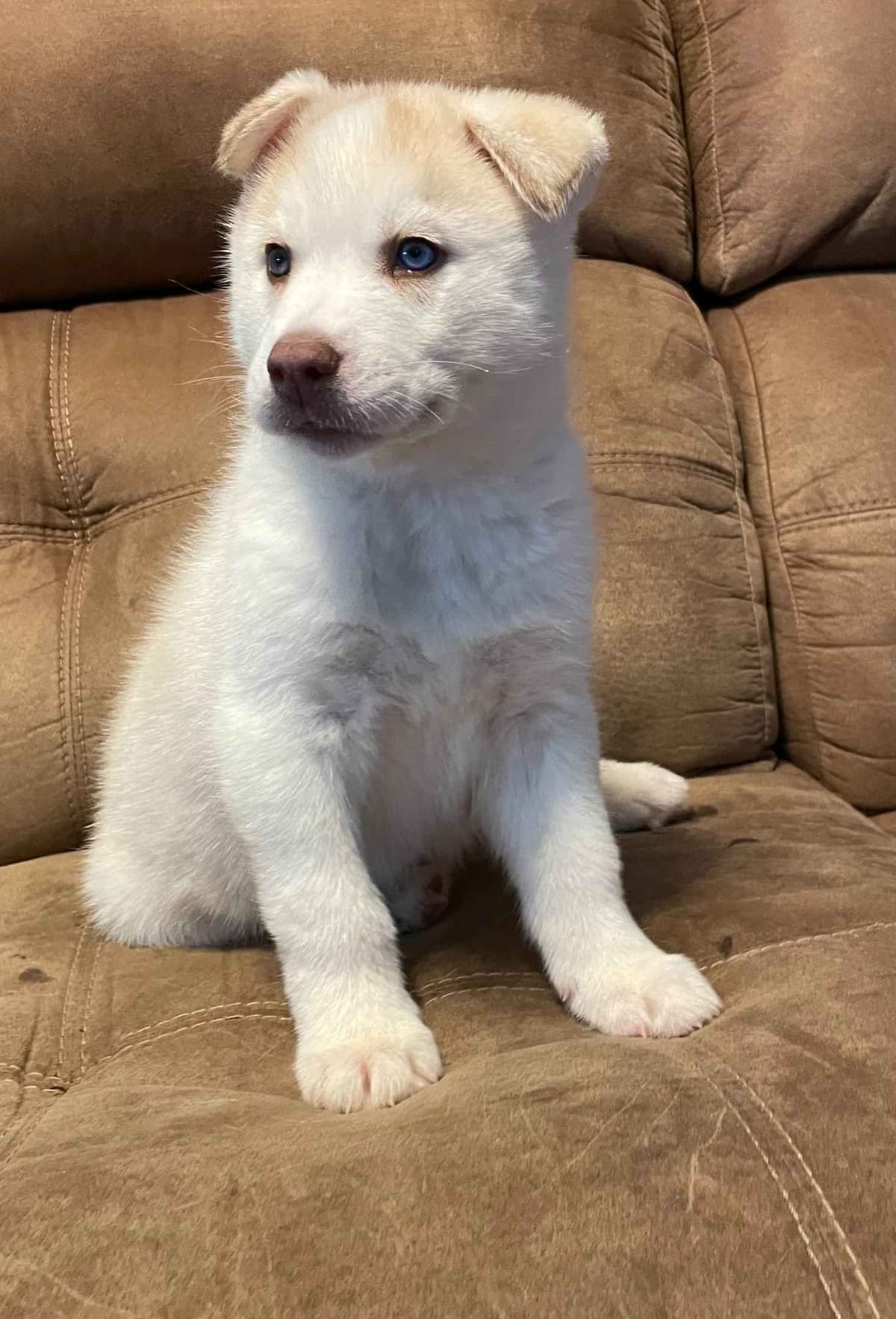 Siberian Husky Puppies breeder image 6