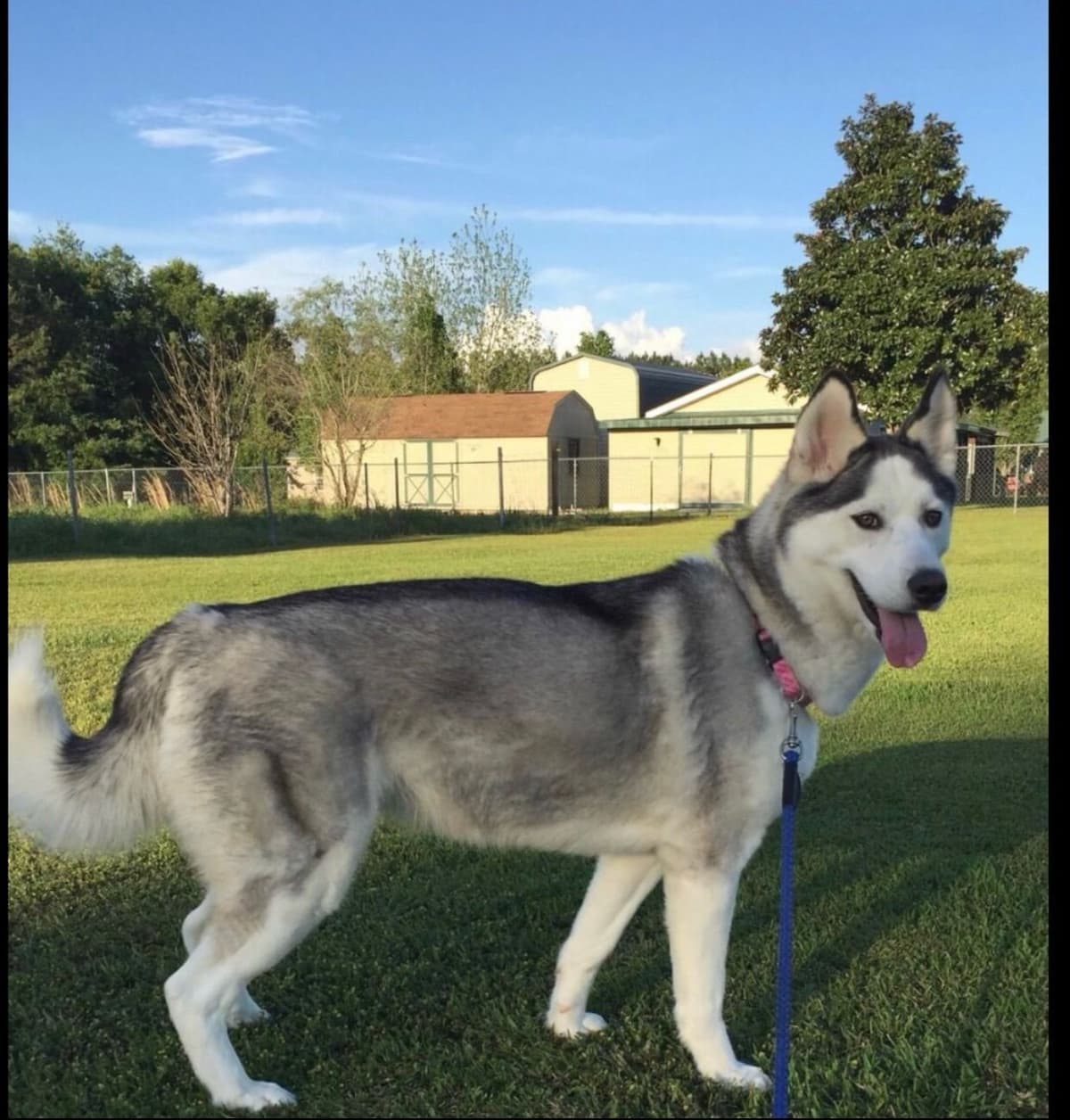 Siberian Husky Puppies breeder image 8