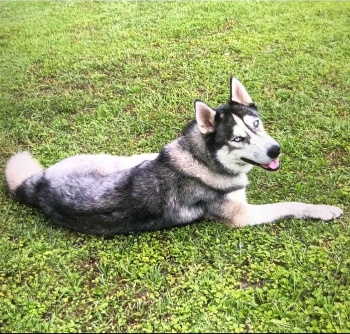 Siberian Husky Puppies breeder image 9