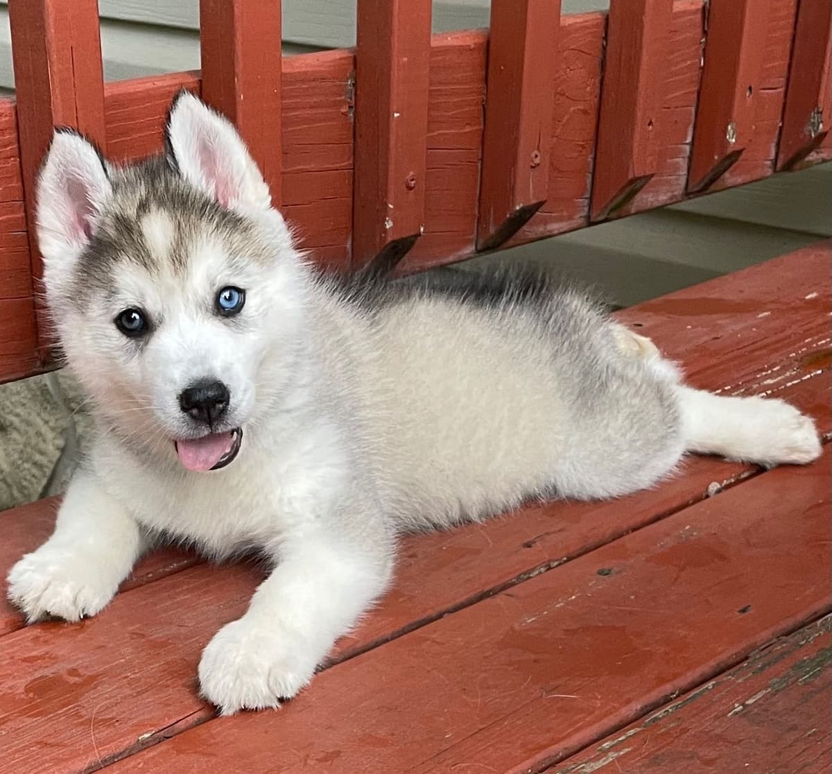 Siberian Husky Puppies breeder image 13
