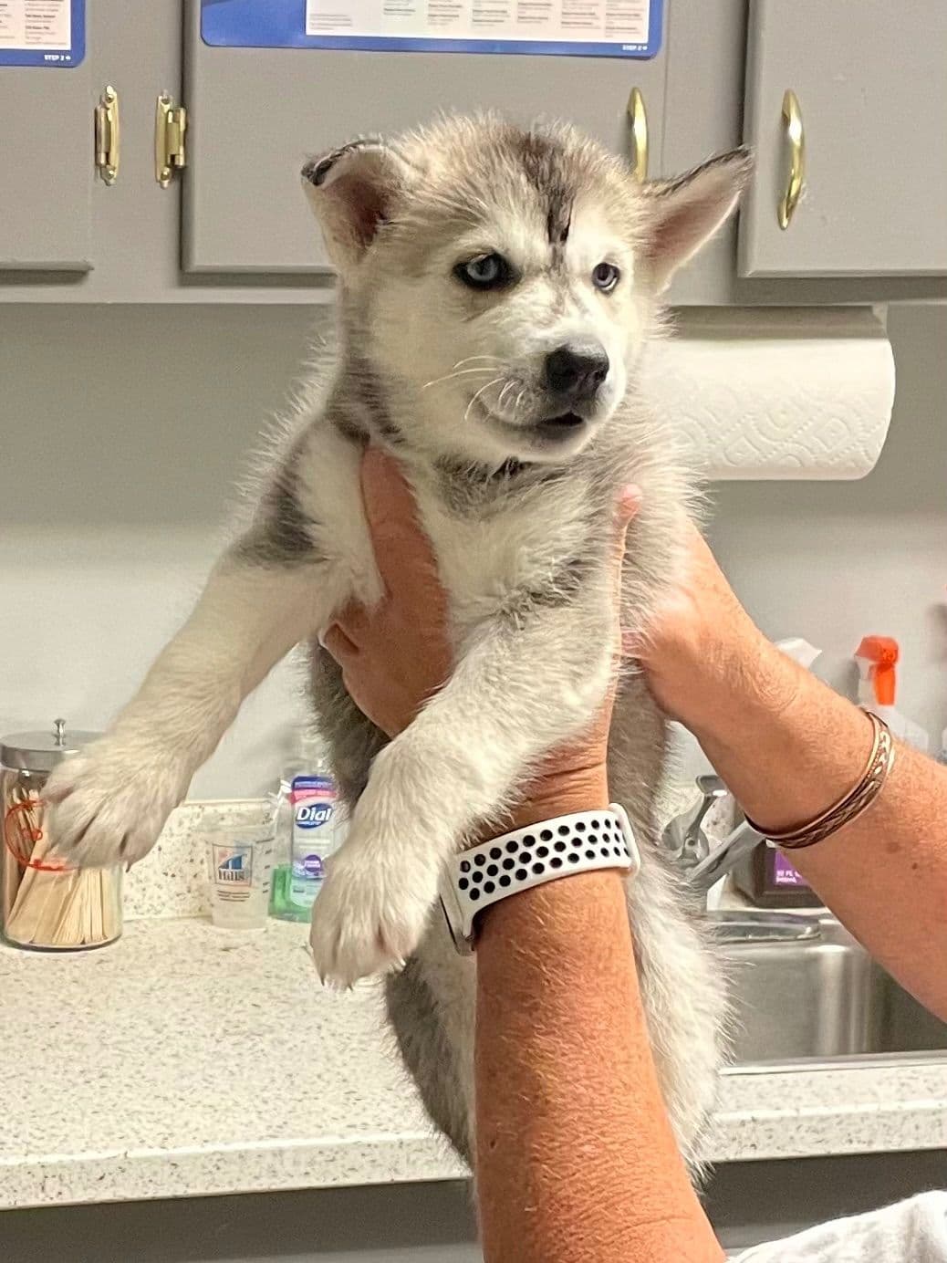 Siberian Husky Puppies breeder image 15