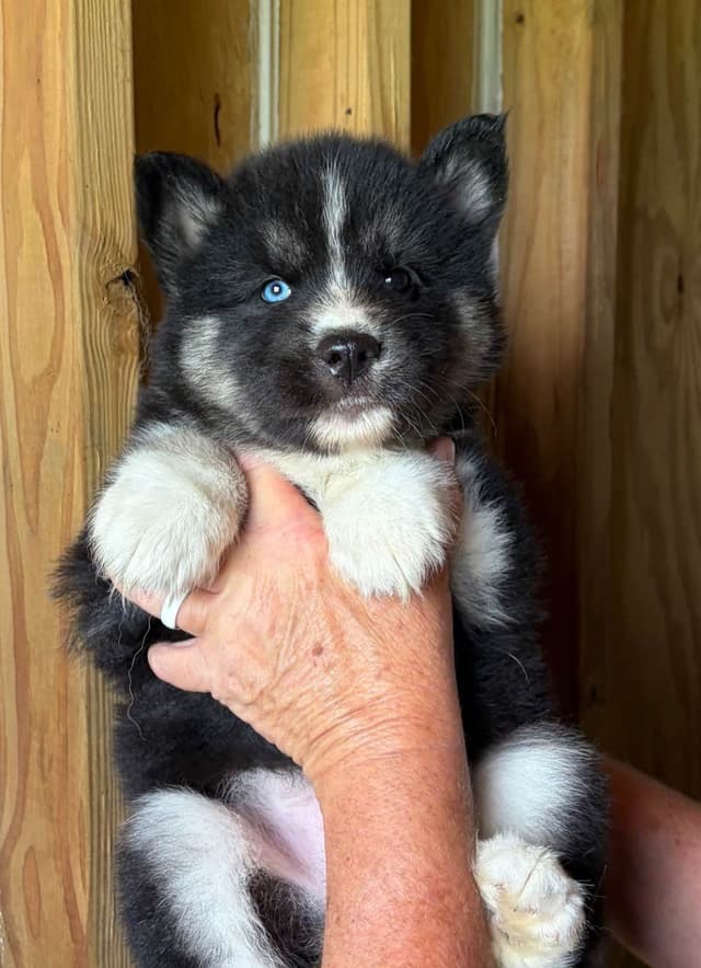 Siberian Husky Puppies media 3