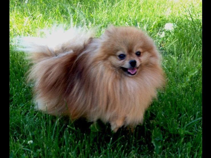 Champion bloodlines White Pomeranian puppies (509)680-0180 breeder image 4