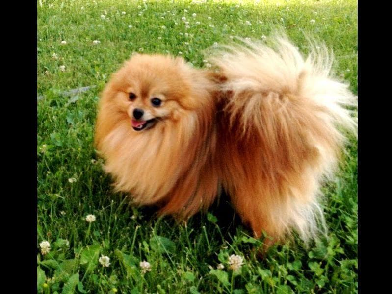 Champion bloodlines White Pomeranian puppies (509)680-0180 breeder image 8