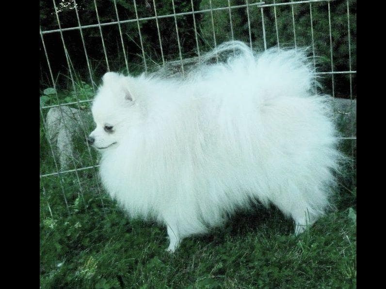 Champion bloodlines White Pomeranian puppies (509)680-0180 breeder image 9