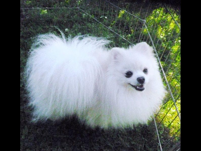 Champion bloodlines White Pomeranian puppies (509)680-0180 breeder image 5