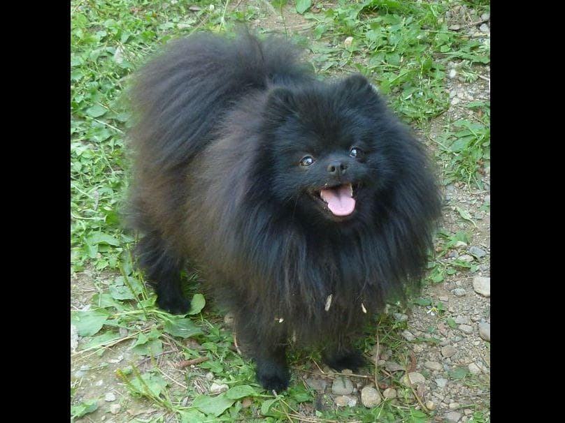 Champion bloodlines White Pomeranian puppies (509)680-0180 breeder image 7