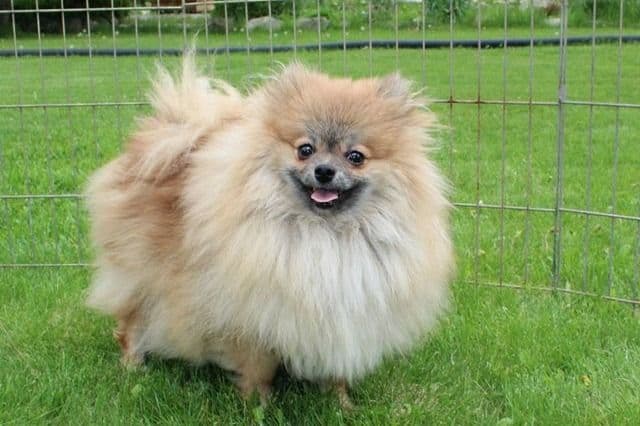 Champion bloodlines White Pomeranian puppies (509)680-0180 breeder image 6