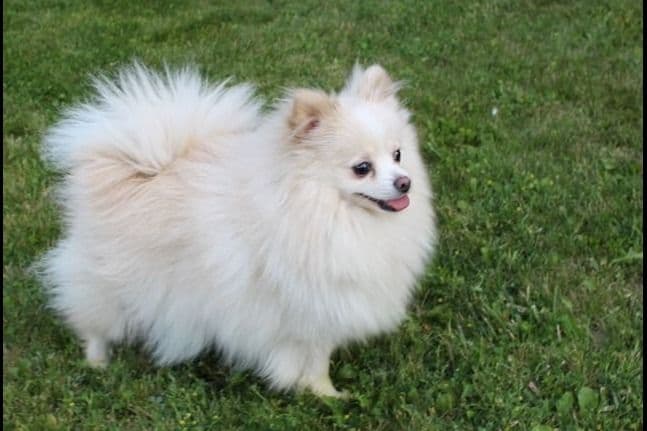 Champion bloodlines White Pomeranian puppies (509)680-0180 breeder image 12