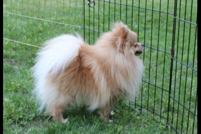 Champion bloodlines White Pomeranian puppies (509)680-0180 breeder image 15