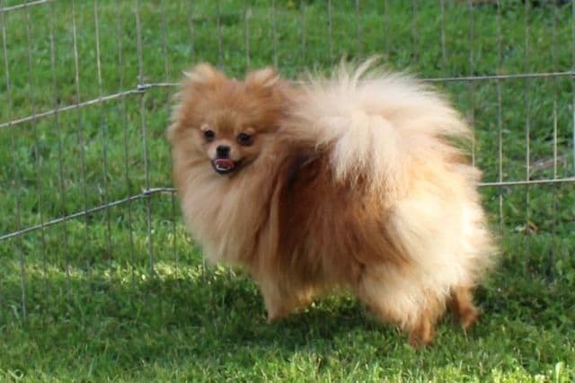 Champion bloodlines White Pomeranian puppies (509)680-0180 breeder image 10