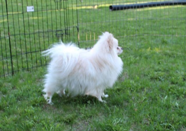 Champion bloodlines White Pomeranian puppies (509)680-0180 breeder image 17