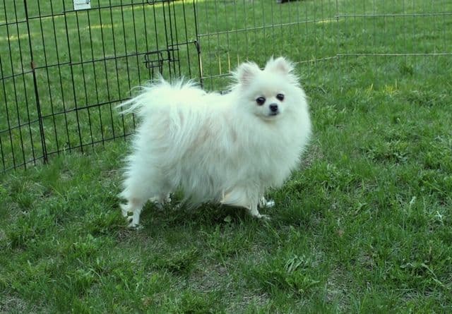Champion bloodlines White Pomeranian puppies (509)680-0180 breeder image 13