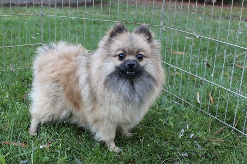 Champion bloodlines White Pomeranian puppies (509)680-0180 breeder image 18