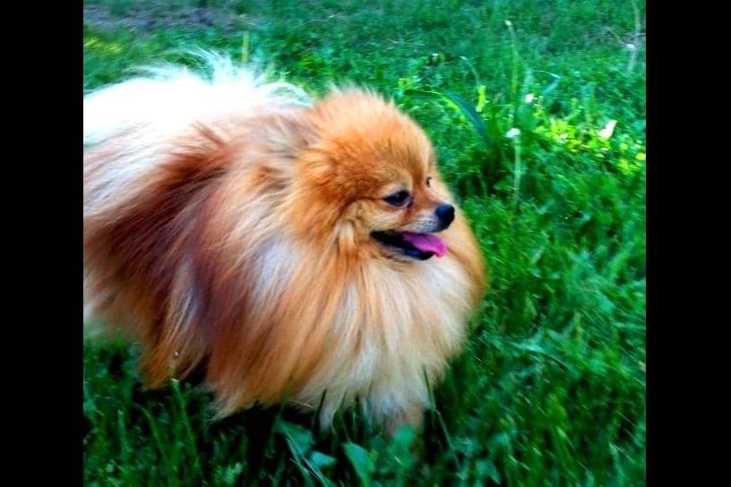 Champion bloodlines White Pomeranian puppies (509)680-0180 breeder image 2