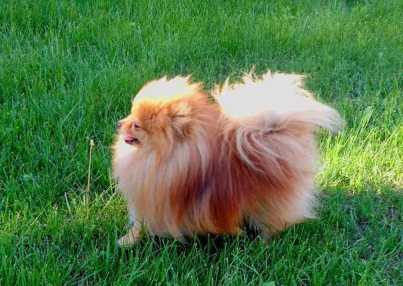 Champion bloodlines White Pomeranian puppies (509)680-0180 breeder image 19