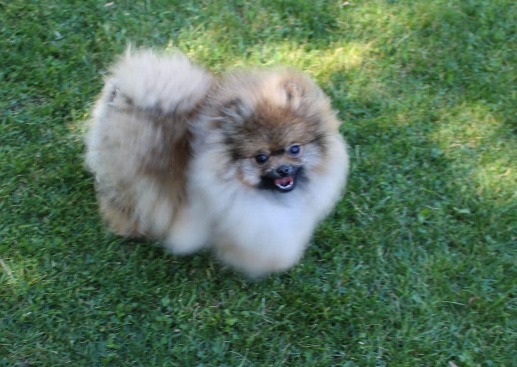 Champion bloodlines White Pomeranian puppies (509)680-0180 breeder image 20