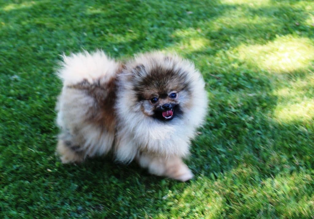 Champion bloodlines White Pomeranian puppies (509)680-0180 breeder image 14