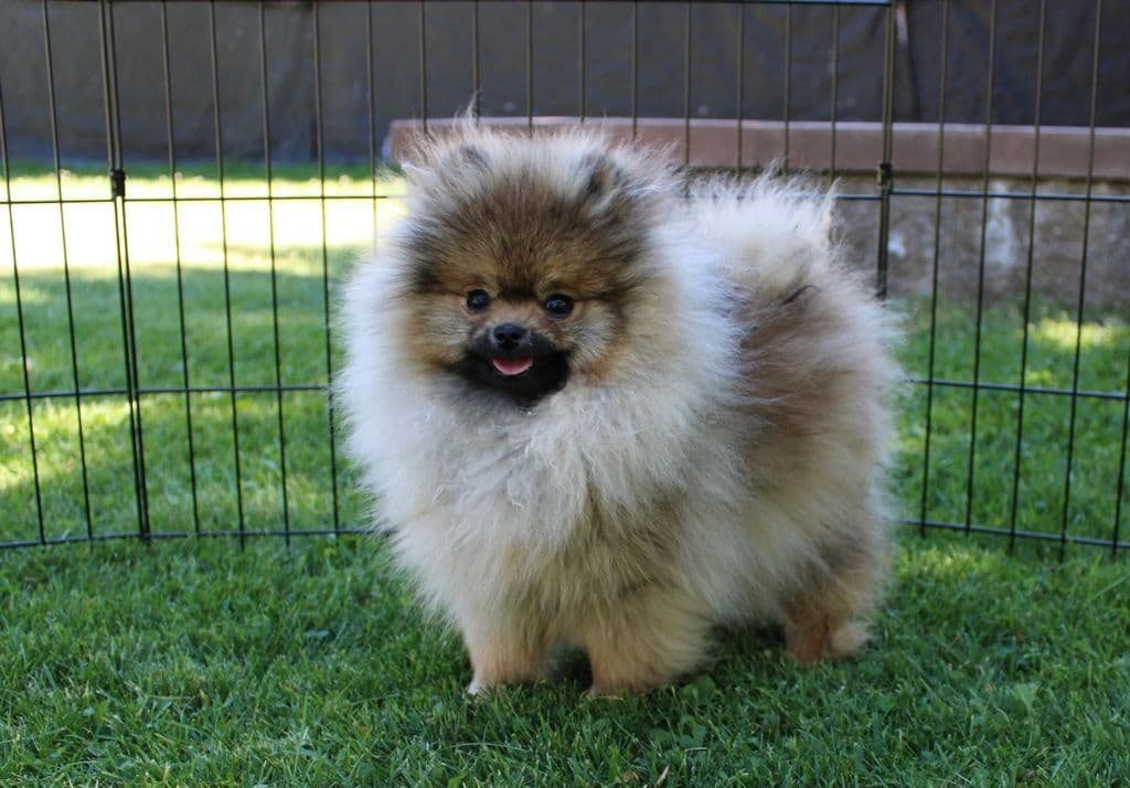 Champion bloodlines White Pomeranian puppies (509)680-0180 breeder image 3