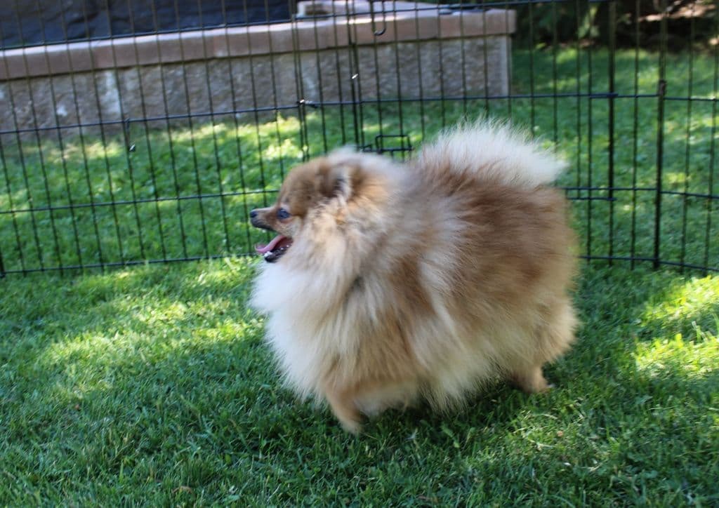 Champion bloodlines White Pomeranian puppies (509)680-0180 breeder image 21