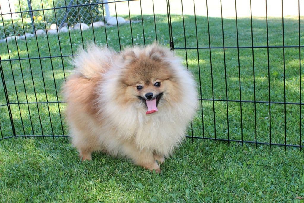 Champion bloodlines White Pomeranian puppies (509)680-0180 breeder image 1