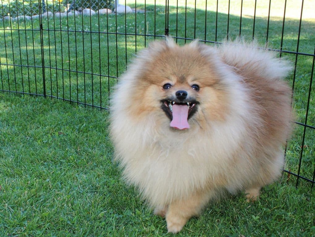 Champion bloodlines White Pomeranian puppies (509)680-0180 breeder image 11