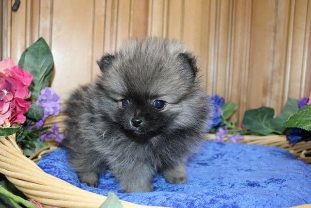 Champion bloodlines White Pomeranian puppies (509)680-0180 breeder image 22