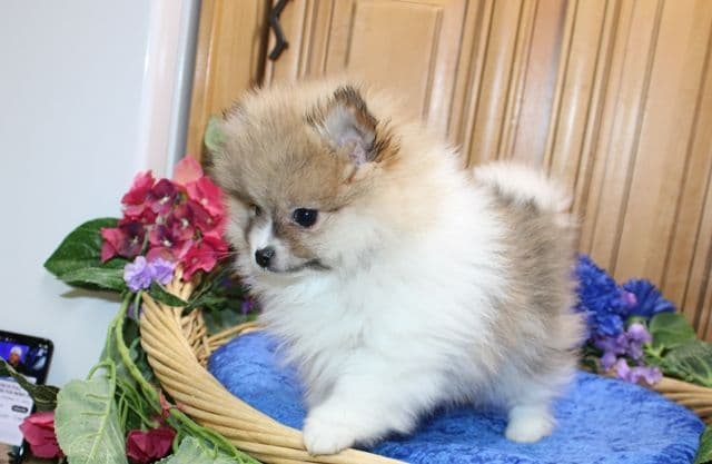Champion bloodlines White Pomeranian puppies (509)680-0180 breeder image 23