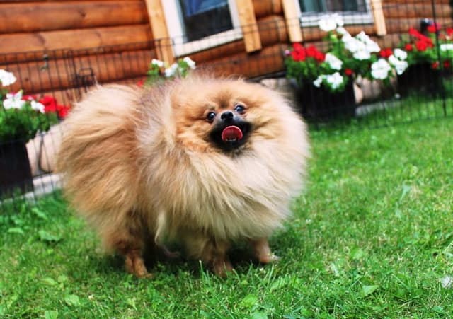 Red Pom Puppies in Washington - (509)680-0180 - Immunized/Microchipped media 2