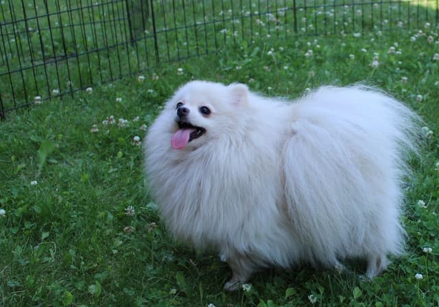 Red Pomeranian Puppies in WA - (509)680-0180 - Immunized/Microchipped media 2
