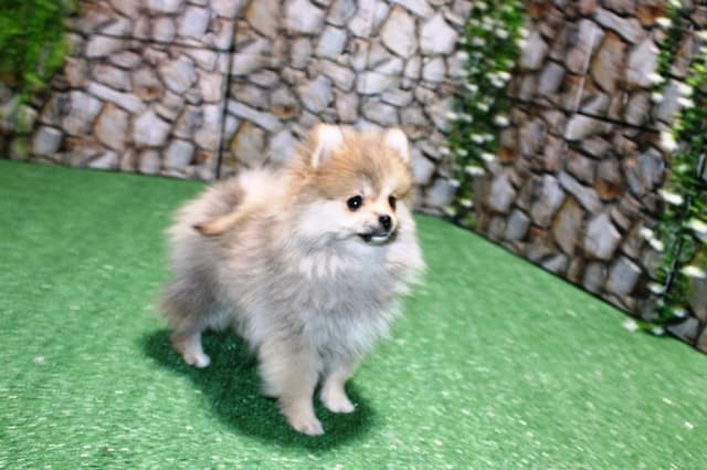 Red Pomeranian Puppies in WA - (509)680-0180 - Immunized/Microchipped media 3