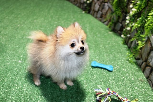 Red Pomeranian Puppies in WA - (509)680-0180 - Immunized/Microchipped media 4