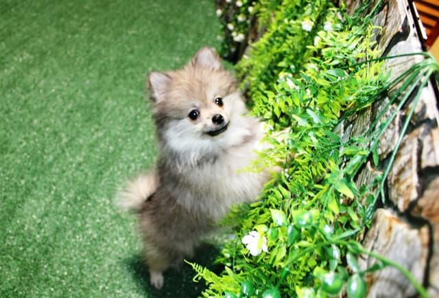 Red Pomeranian Puppies in WA - (509)680-0180 - Immunized/Microchipped media 5