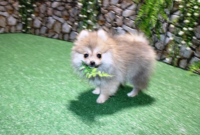 Red Pomeranian Puppies in WA - (509)680-0180 - Immunized/Microchipped media 6