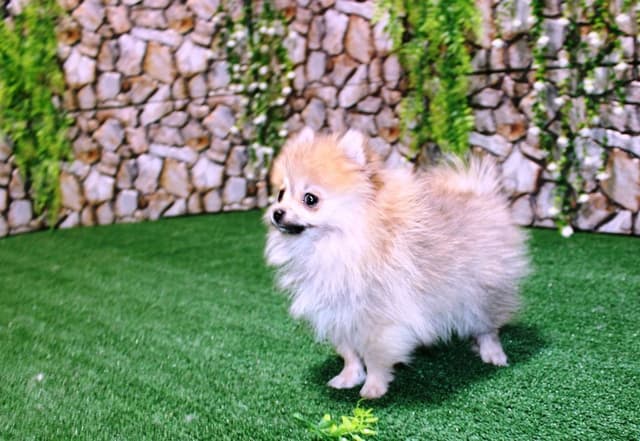 Red Pomeranian Puppies in WA - (509)680-0180 - Immunized/Microchipped media 7