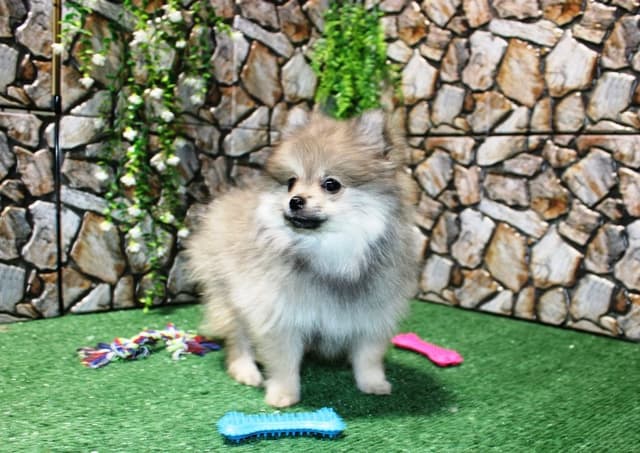 Red Pomeranian Puppies in WA - (509)680-0180 - Immunized/Microchipped media 8