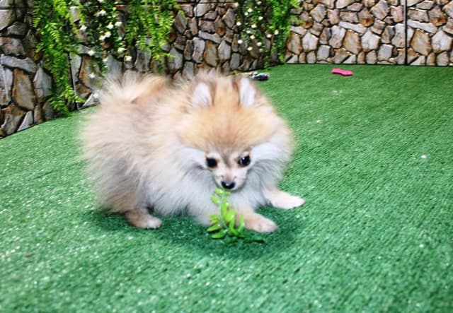 Red Pomeranian Puppies in WA - (509)680-0180 - Immunized/Microchipped media 10