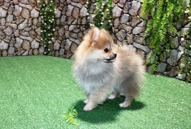 Red Pomeranian Puppies in WA - (509)680-0180 - Immunized/Microchipped media 11