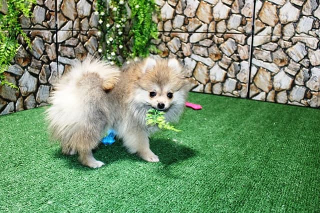 Red Pomeranian Puppies in WA - (509)680-0180 - Immunized/Microchipped media 12