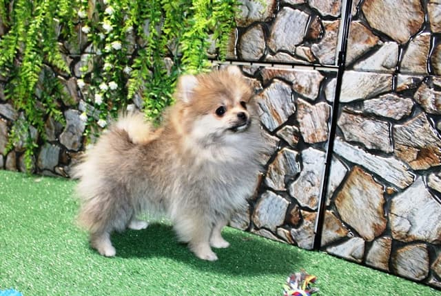 Red Pomeranian Puppies in WA - (509)680-0180 - Immunized/Microchipped media 13