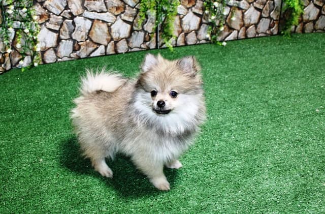 Red Pomeranian Puppies in WA - (509)680-0180 - Immunized/Microchipped media 14