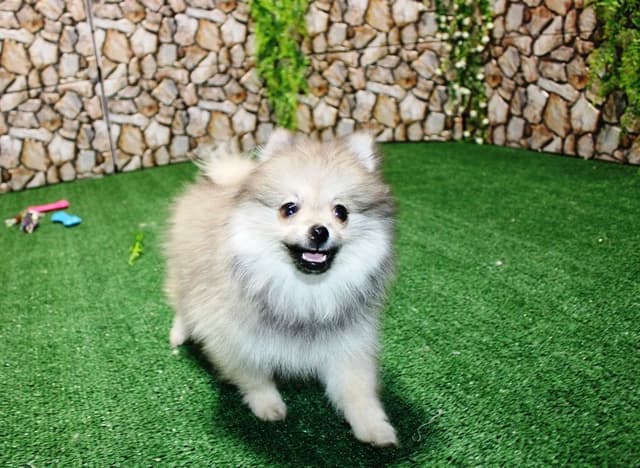 Red Pomeranian Puppies in WA - (509)680-0180 - Immunized/Microchipped media 15